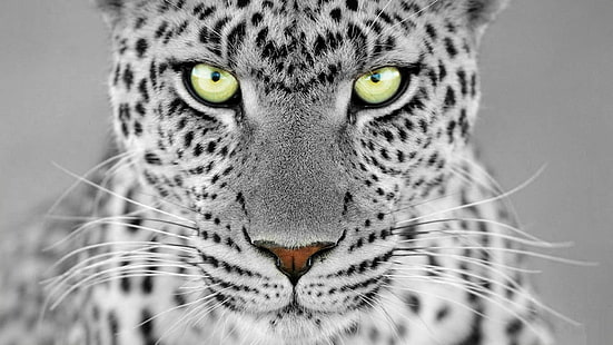felino, monocromo, colorante selectivo, leopardo, animales, leopardo (animal), Fondo de pantalla HD HD wallpaper