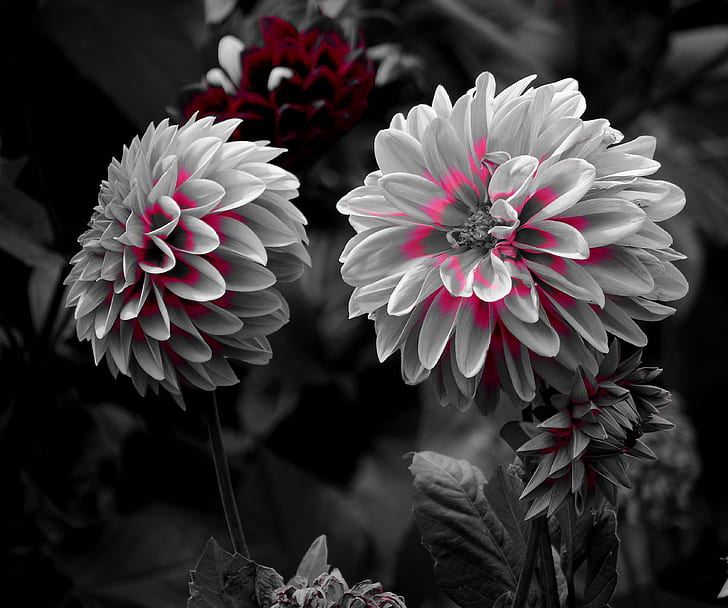 selektywna fotografia kolorowa kwiatu z różowymi płatkami, selektywna fotografia kolorowa, różowy, kwiat, flores, natura, Nikon D5100, roślina, płatek, lato, Tapety HD
