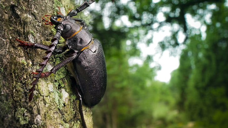 kumbang longhorn hitam, serangga, alam, makro, Wallpaper HD