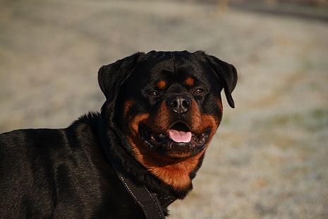 Rottweiler สีดำและสีน้ำตาลสำหรับผู้ใหญ่, สุนัข, ปากกระบอกปืน, ปลอกคอ, วอลล์เปเปอร์ HD HD wallpaper