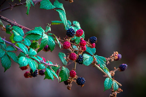 blackberry, raspberry, berry, branch, bush, HD wallpaper HD wallpaper