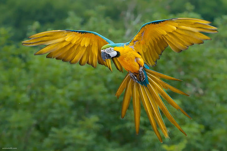 Blue--yellow-macaw-bird-flying, yellow, nature, parrot, blue, bird, flying, green, macaw, animals, HD wallpaper