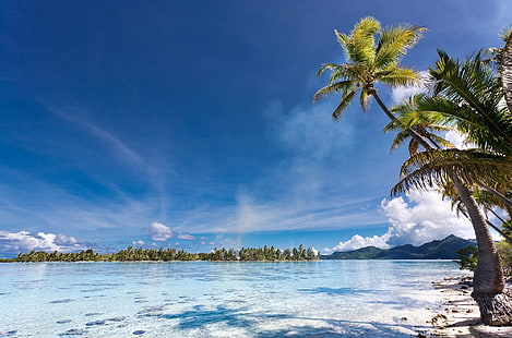 grönt tropiskt träd bredvid vattnet, landskap, natur, strand, palmer, ö, hav, tropiskt, Eden, berg, sommar, Franska Polynesien, HD tapet HD wallpaper