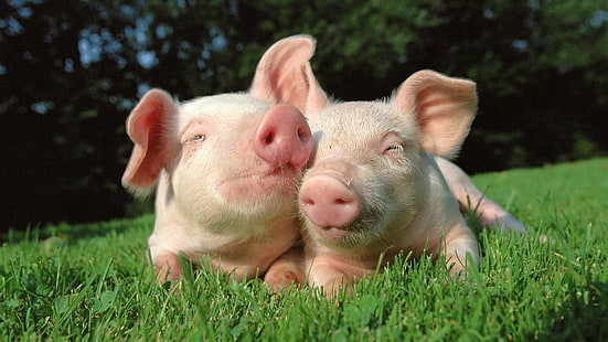 HD babi, memeluk, rumput, bahagia, anak babi, babi, merah muda, matahari, Wallpaper HD HD wallpaper