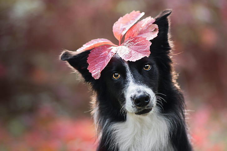 autumn, look, face, sheet, background, leaf, black and white, portrait, dog, image, decoration, bokeh, the border collie, on the head, HD wallpaper