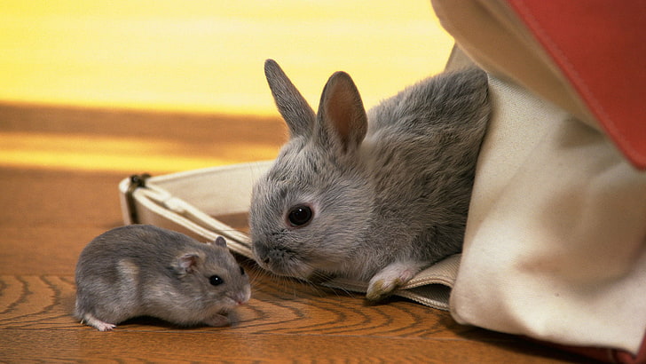 gray rabbit with gray mouse, hamster, rabbit, kids, grey, HD wallpaper