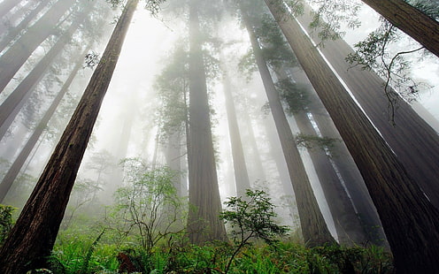 지구, 안개, 숲, 자연, 레드 우드, 나무, HD 배경 화면 HD wallpaper