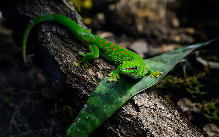 الحيوانات الزواحف Gecko Green Lizard 4k خلفيات صور عالية الدقة لسطح المكتب والجوال 3840 × 2400، خلفية HD
