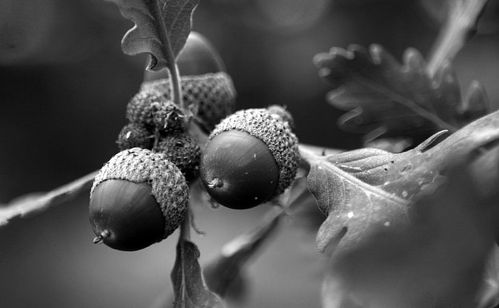 Black and White Acorns, grayscale photography of fruits, Black and White, Black, Macro, acorn, acorns, HD wallpaper