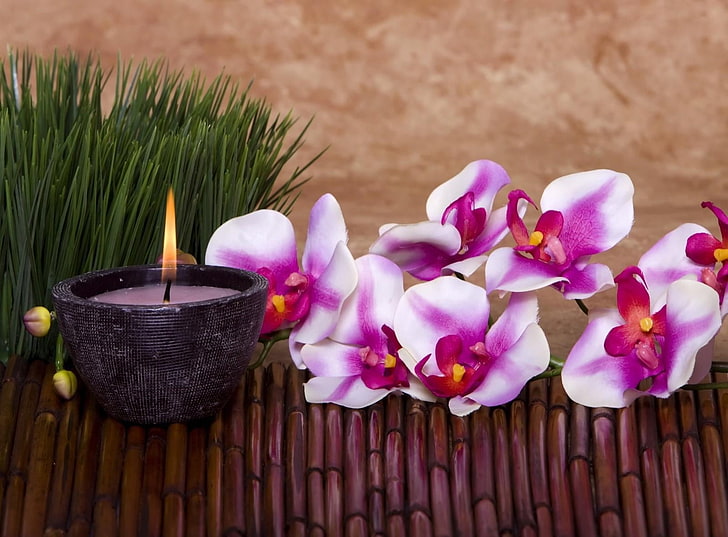 purple, red, and white petaled flowers, orchid, flower, candle, grass, bamboo, HD wallpaper