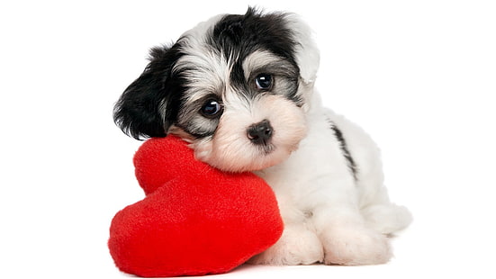 cucciolo bianco e nero a pelo lungo, animali, cane, sfondo semplice, animale domestico, cuccioli, cuore, sfondo bianco, cuccioli, Sfondo HD HD wallpaper