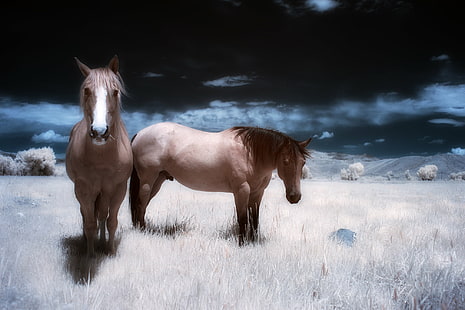 two brown horse on grass open field, the guys, brown, horse, grass, open field, photography, horses, trial lawyers, college, sky, the little dog laughed, noir et blanc, animal, nature, stallion, outdoors, mammal, foal, mare, mane, rural Scene, farm, HD wallpaper HD wallpaper