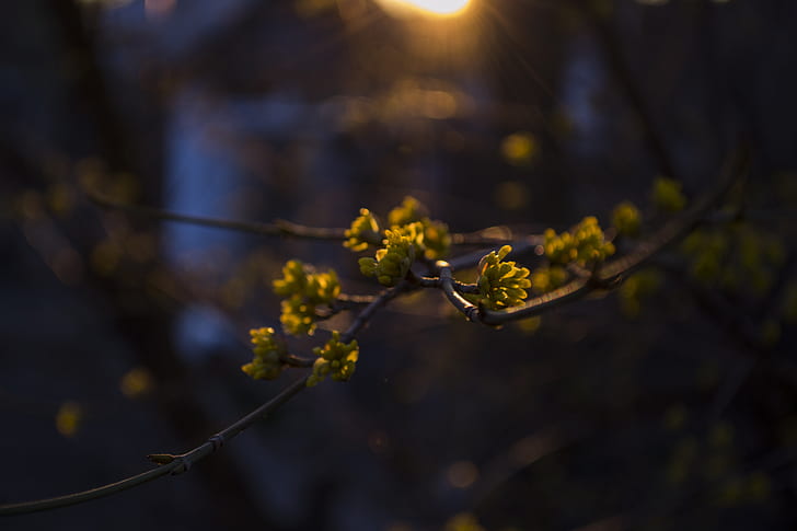 herbier, printemps, coucher de soleil, Fond d'écran HD