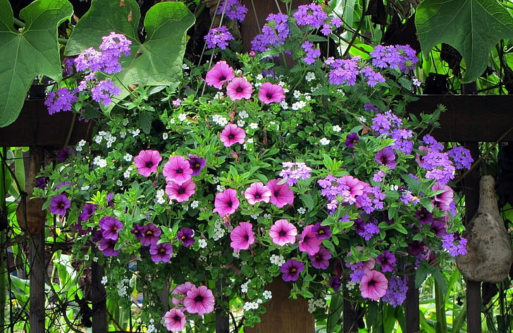 fioletowe kwiaty, petunie, werbena, doniczka, płot, zielenie, Tapety HD
