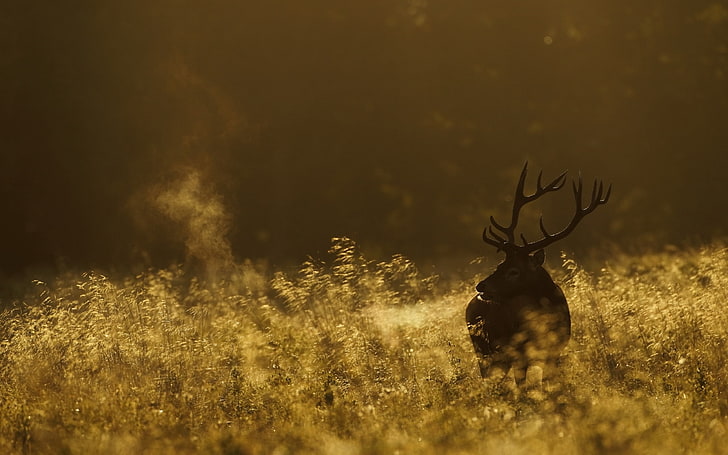 brown deer, deer, field, grass, walking, dark, HD wallpaper