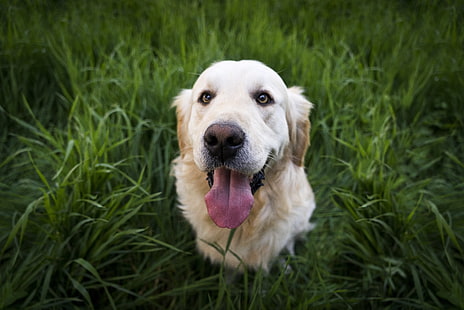 adult yellow Labrador retriever, golden retriever, dog, muzzle, HD wallpaper HD wallpaper