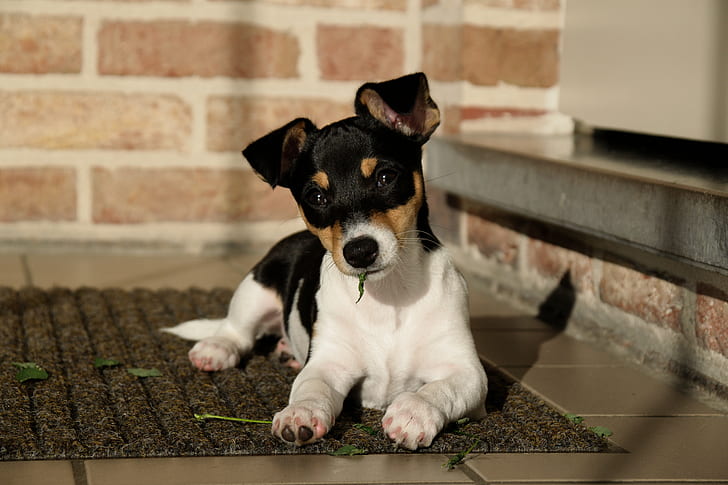chien, Jack Russell Terrier, chiots, Fond d'écran HD