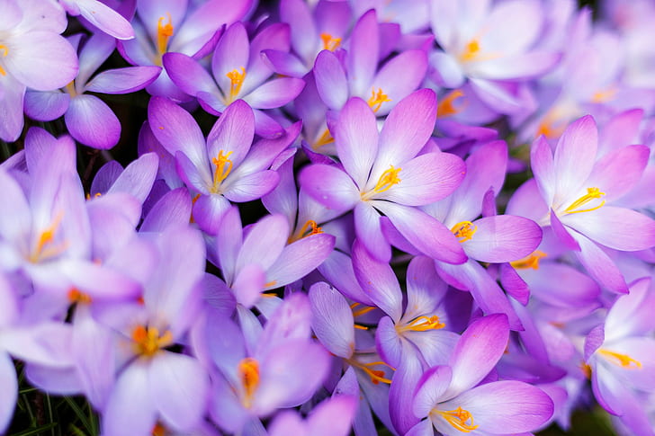 macro, spring, petals, crocuses, a lot, saffron, HD wallpaper