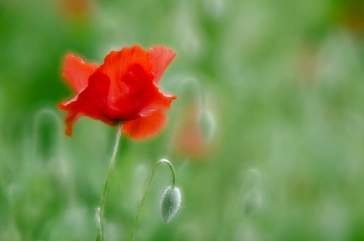 red petaled flower selective photography, Velvet, April 10, red, flower, selective, photography, D7000, Lensbaby, Nikon, Papaver somniferum, alone, bloom, blossom, bokeh, buds, dreamy, ethereal, fauna, flora, isolated, plant, soft, nature, poppy, summer, beauty In Nature, petal, springtime, close-up, green Color, meadow, flower Head, HD wallpaper