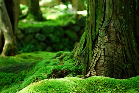 pohon hijau, pohon hutan, hutan, lumut, pohon, bokeh, alam, hijau, kedalaman lapangan, Wallpaper HD HD wallpaper