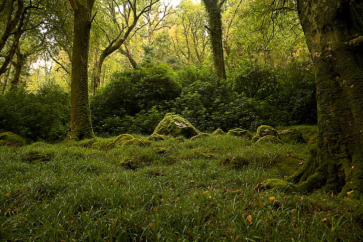 forest digital wallpaper, greens, forest, trees, stones, moss, the bushes, HD wallpaper