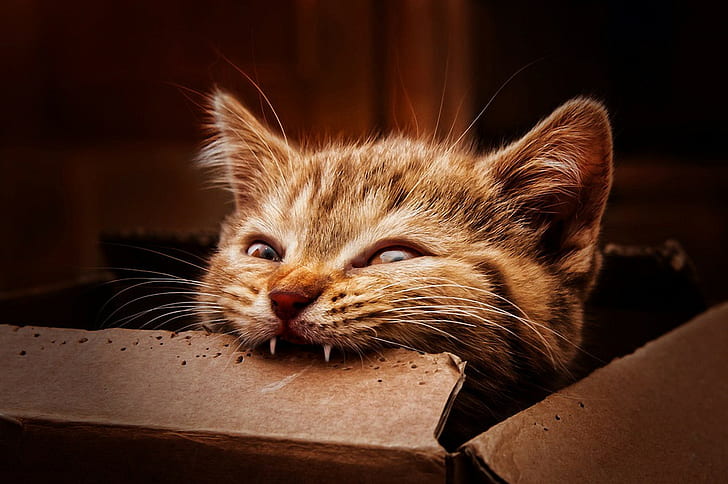Tabby-Katze beißt Schokolade, Katze, Kisten, Essen, beißen, HD-Hintergrundbild