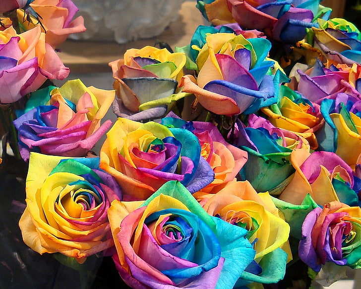 multicolored roses, roses, flowers, colorful, buds, bright, HD wallpaper