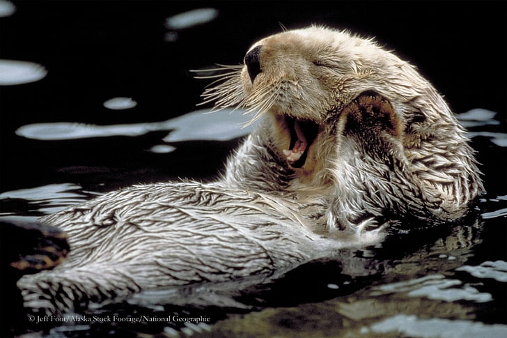 Animal, Sea Otter, HD wallpaper