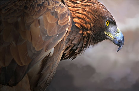 Златен орел птица, беркут, птица, хищник, клюн, HD тапет HD wallpaper