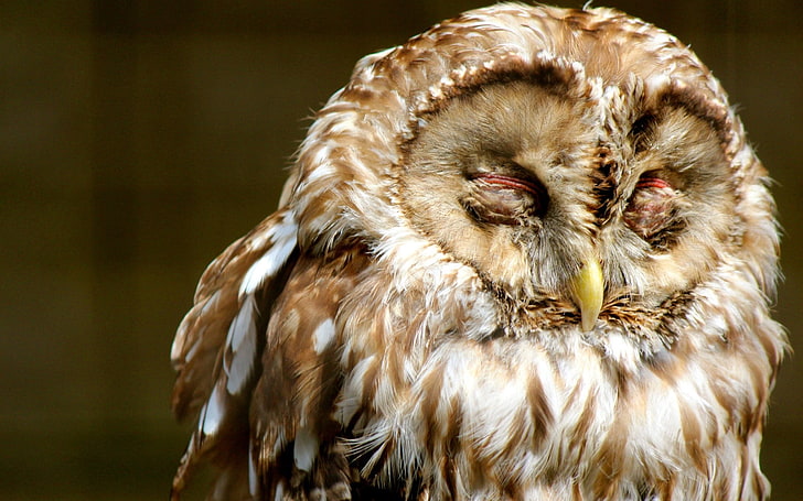 brown and white owl, owl, face, sleep, predator, bird, HD wallpaper