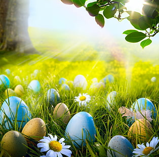 Banyak telur Paskah, hutan, rumput, matahari, cahaya, bunga, chamomile, telur, musim semi, padang rumput, Paskah, sinar matahari, camomile, Wallpaper HD HD wallpaper