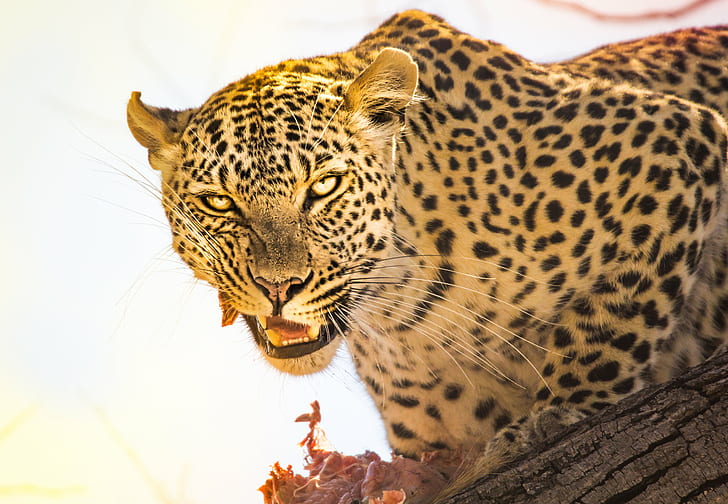 снимка на Леопард през деня, Ботсвана, Ботсвана, Прясно, Убий, В дърветата, Ботсвана, снимка, Леопард, през деня, Африка, com, неуточнена котка, дива природа, животно, природа, голяма котка, животни в дивата природа, котешки, сафари Животни, месоядни животни, бозайници, HD тапет