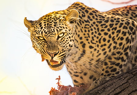 foto de leopardo durante el día, botswana, botswana, fresco, matar, en los árboles, Botswana, foto, leopardo, durante el día, África, com, gato no domesticado, fauna, animal, naturaleza, gran gato, animales en la naturaleza, felino, safariAnimales, carnívoro, mamífero, Fondo de pantalla HD HD wallpaper