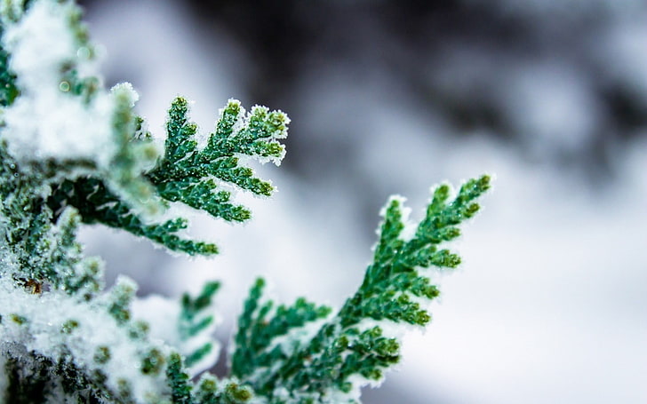Makro, Blätter, Frost, Schärfentiefe, Natur, HD-Hintergrundbild