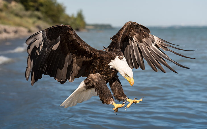 النسر الأصلع عمل عظيم الصيد على ميناء الأسماك Ryerse أونتاريو كندا الطيور الطيور خلفية عالية الدقة لسطح المكتب 3840 × 2400، خلفية HD