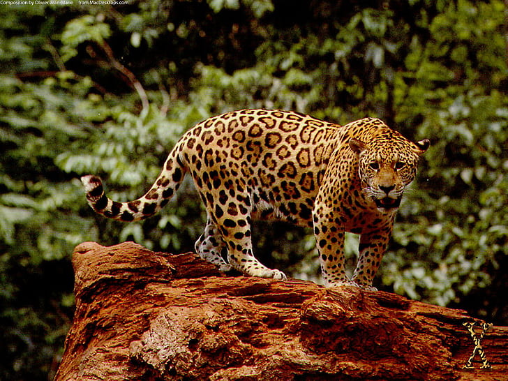 Great Jaguar, great, jaguar, HD wallpaper