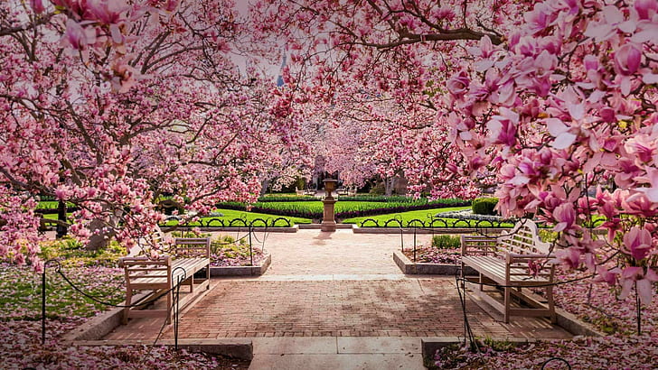 spring, bench, park, flower, pink, plant, blossom, national mall, cherry blossom, tree, flora, branch, washington dc, washington, usa, united states, HD wallpaper