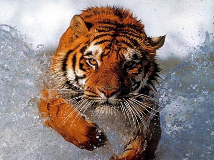 Orange and black tiger HD wallpapers free download | Wallpaperbetter