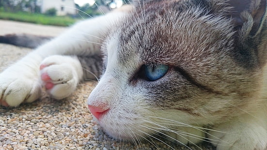 кот, голубые глаза, природа, животные, сиамские кошки, котята, HD обои HD wallpaper