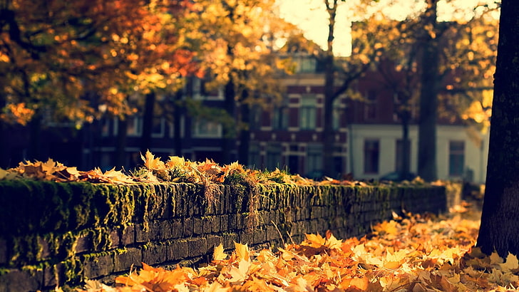 schwarzer konkreter Zaun, Fall, Blätter, gefallene Blätter, Stadt, Ziegelsteine, HD-Hintergrundbild