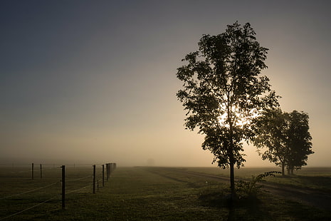photography of trees during noontime, Misty, morning, HFF, photography, noontime, Söderslätt, countryside, dimma, fog, landscape, mist, sunrise, tree, träd, exif, model, canon eos, 760d, aperture, ƒ / 14, geo, country, camera, iso_speed, state, geo:location, lens, ef, s18, f/3.5, city, focal_length, mm, canon, nature, grass, outdoors, rural Scene, sunset, sky, meadow, sunlight, field, no People, scenics, HD wallpaper HD wallpaper