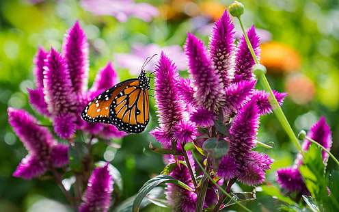 Mariposa con flores de color rosa, macro de insectos, Mariposa, Rosa, Flores, Insectos, Macro, Fondo de pantalla HD HD wallpaper