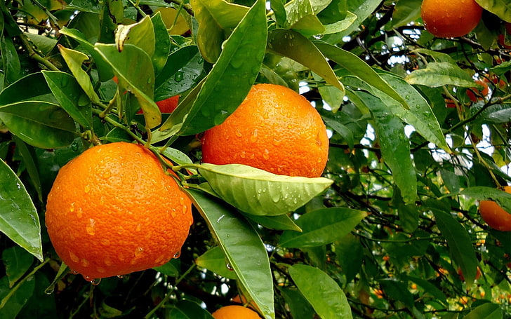 orange citrus fruit, orange (fruit), fruit, leaves, plants, water drops, orange, nature, branch, green, HD wallpaper