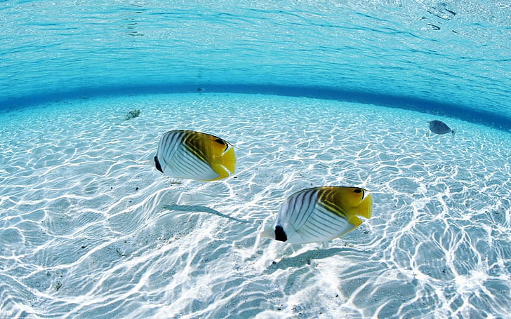 Fish Tropical Underwater Ocean HD, animales, océano, tropical, peces, bajo el agua, Fondo de pantalla HD