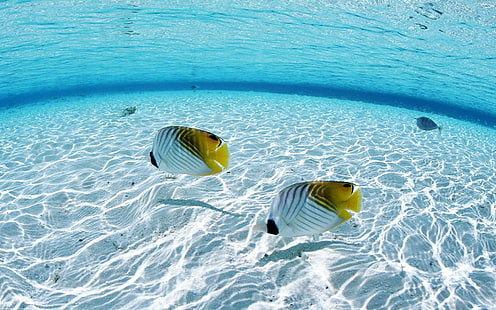 Peixe Tropical Underwater Ocean HD, animais, oceano, tropical, peixe, debaixo d'água, HD papel de parede HD wallpaper