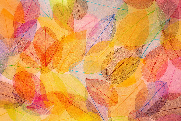 4K, daun musim gugur, Wallpaper HD