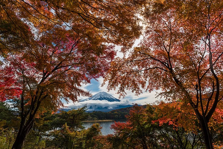 autumn, trees, paint, foliage, Japan, Fuji, maples, Mount Fuji, the island of Honshu, HD wallpaper