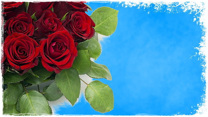 rote Rose Tapete, Rose, Blumen, rote Blumen, HD-Hintergrundbild