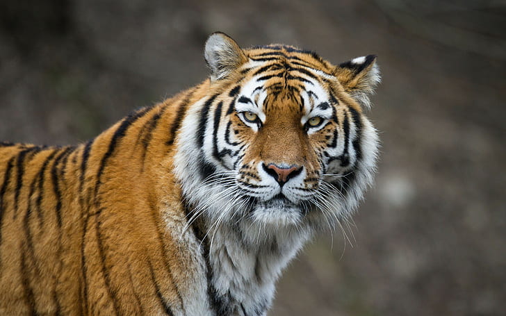 Амурски тигър котешки очи, кафяв и черен бенгалски тигър, тигър, Амур, Котка, муцуна, очи, HD тапет