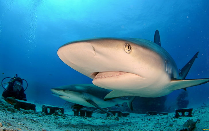 deux grands requins blancs, requin, Fond d'écran HD